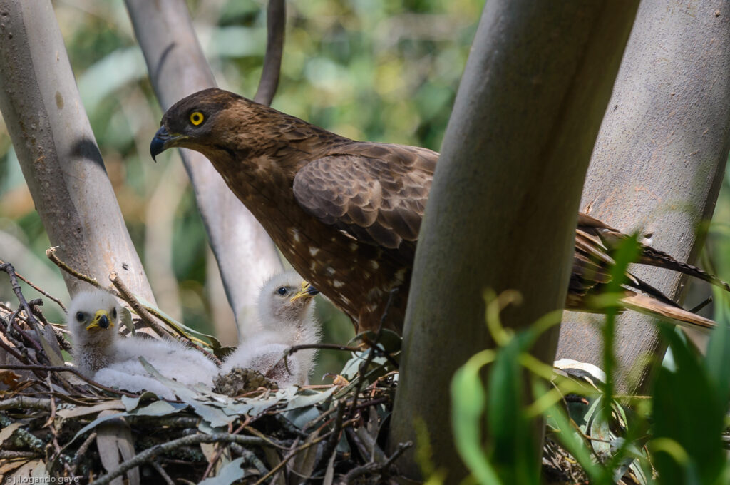 Spartana: Educación medioambiental para proteger los nidos de las aves rapaces de la mano de Ence