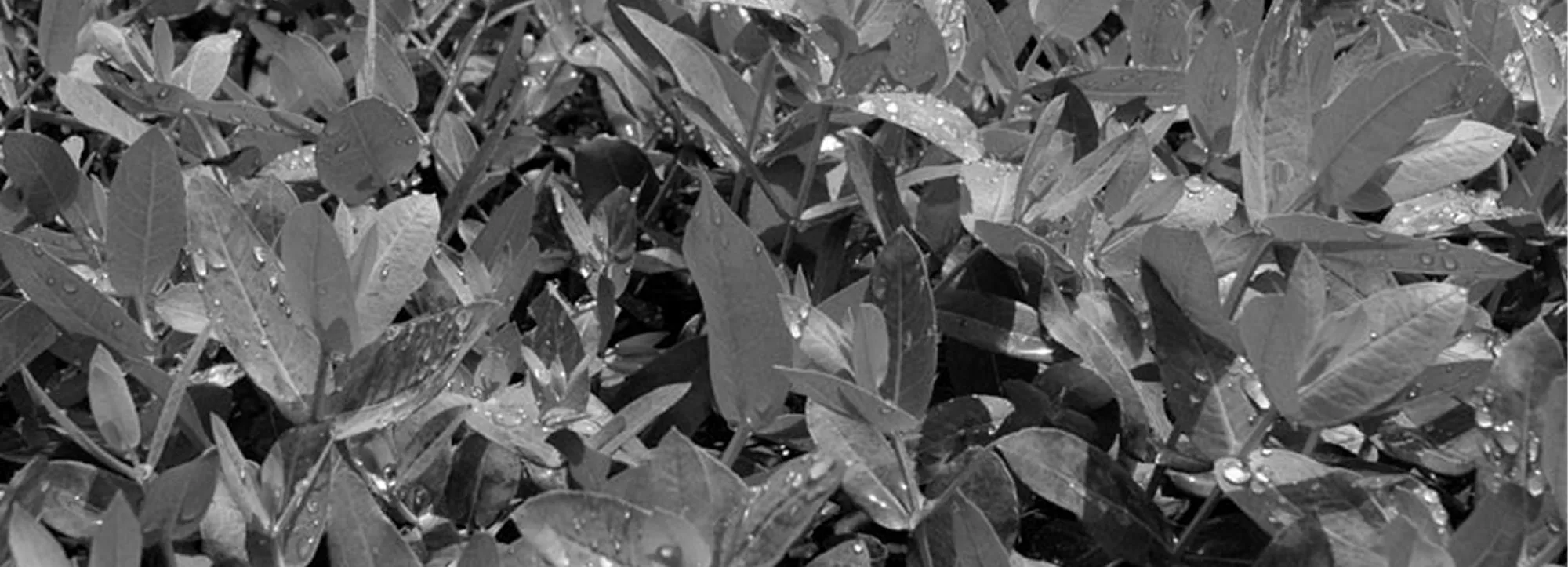 Redes sociales Plan Social Ence Pontevedra